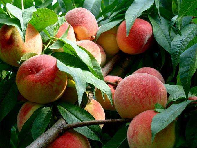 Лучшие сорта персиков для ростовской области